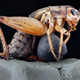 Illustration for article titled Macrophotographs of insects to melt your face
